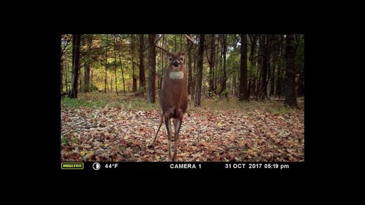 Moultrie A-40 Pro Trail/Game Camera Bundle - image 6 from the video